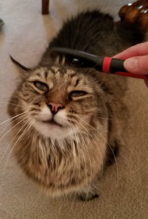 Andover cat sitter brushing a cat